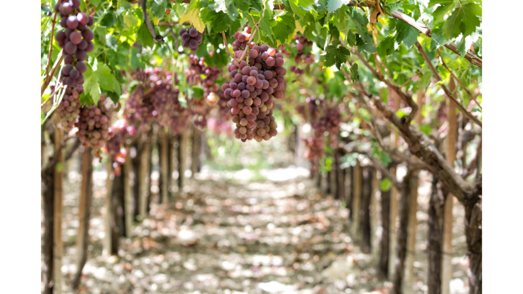 Vineyards in Sicily | Wineries in Sicily