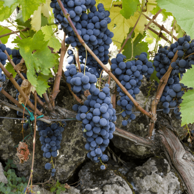 Vineyards in Sicily